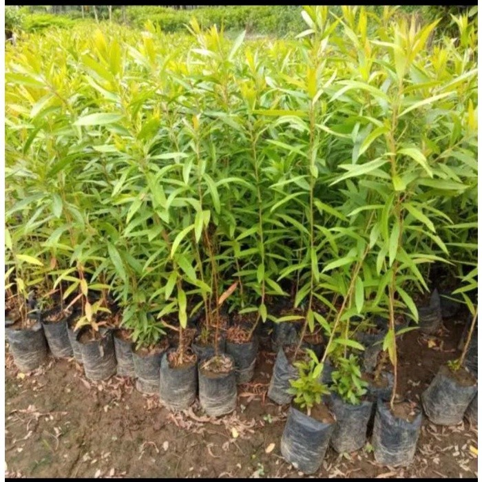 Bibit Kayu Putih / Bibit Minyak Kayu Putih