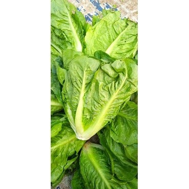 

romaine Selada Lettuce 250