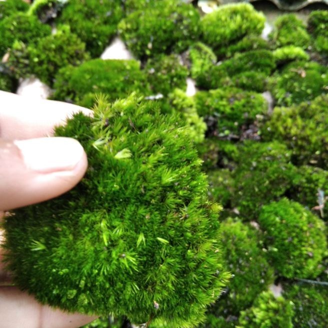 Lumut hidup forest Moss 1 kg - Hijau