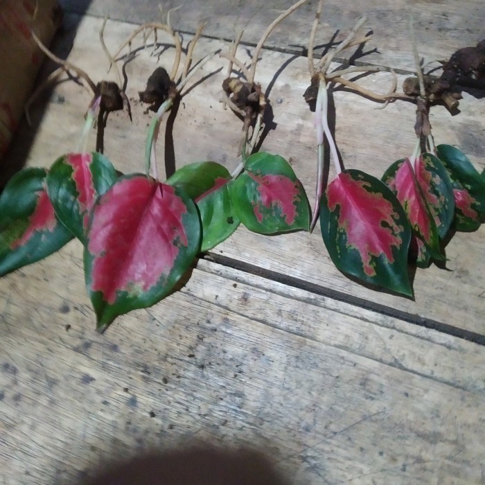 Promo New  bibit kocin kameleon/kocin merah siap tanam COD Silahkan diorder