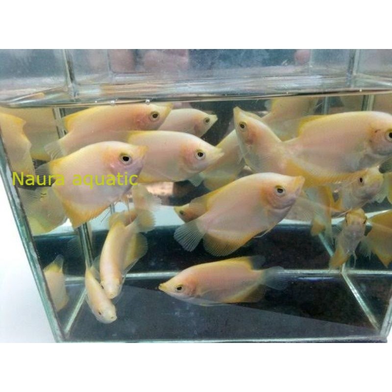Promo kebutuhan aquarium Ikan Gurame Padang Albino  6 9 CM