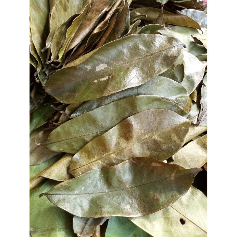 

Daun Sirsak 100 Gram Sirsat Kering