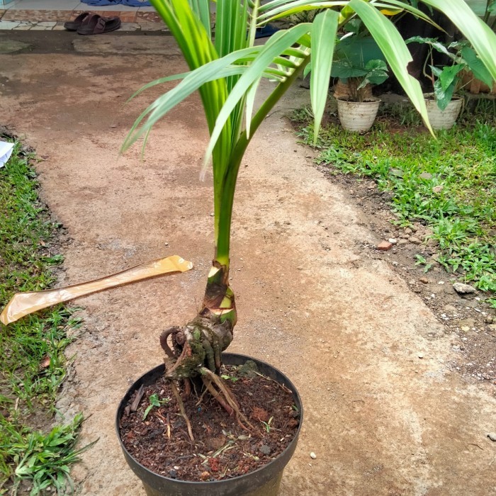 tanaman hias kelapa bonsay