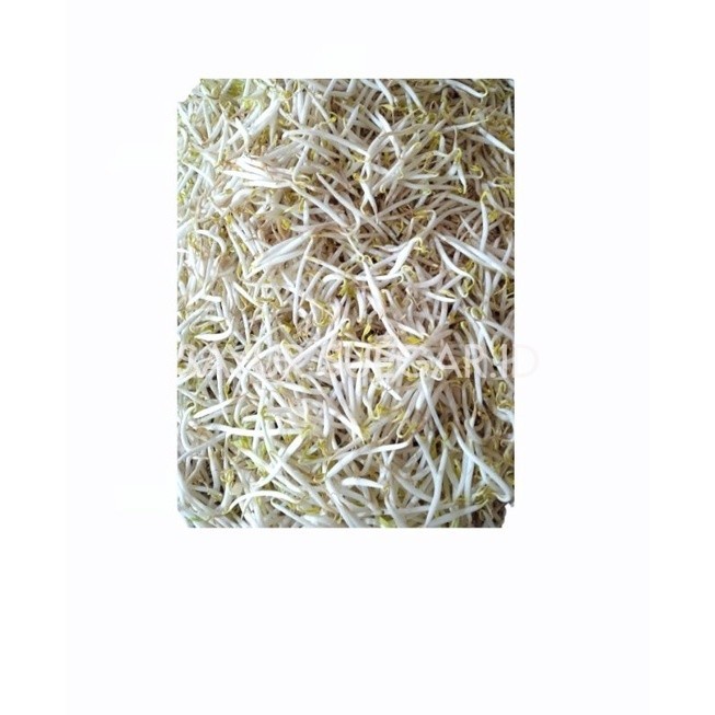 

tauge bangkok/jepang 500 gram