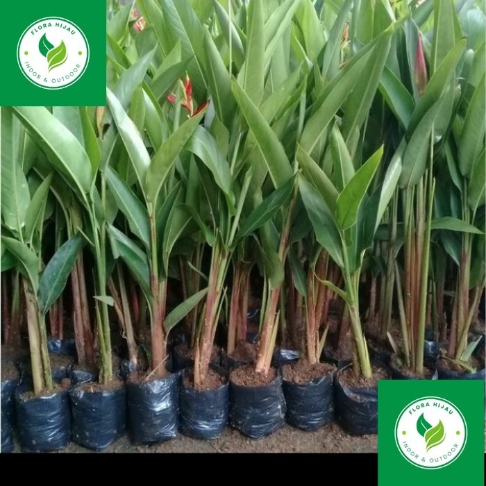 ~ tanaman hias pisang Pisangan