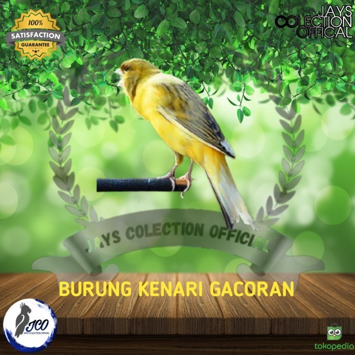 BURUNG KENARI GACORAN BURUNG KENARI GACOR SUDAH BUNYI