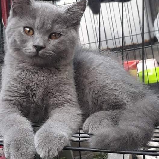 kucing british shorthair jantan 3,5 bulan blue solid