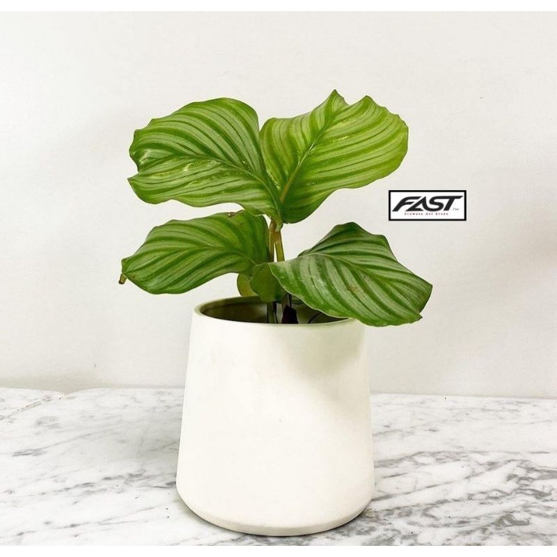 Tanaman Hias Calathea Orbifolia - Calathea Orbi Import