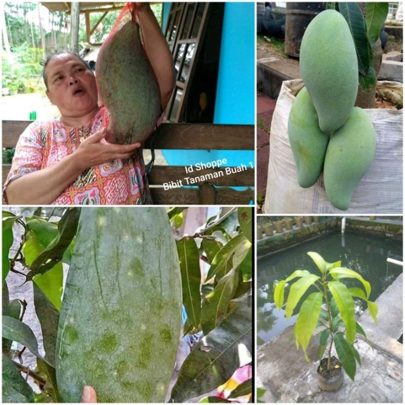 Bibit Mangga Mahatir Super Jumbo