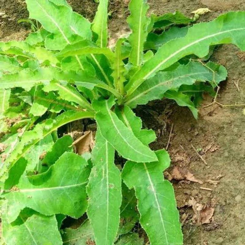 

Daun tempuyung segar tanaman herbal 250 gram