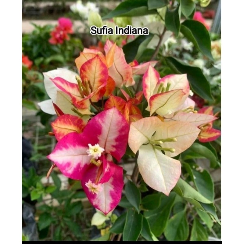 Bougenville Sufia Indiana Ori (bibit)