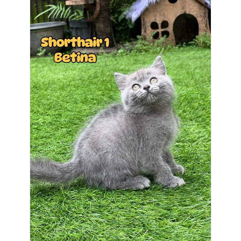 kucing british shorthair kawe betina