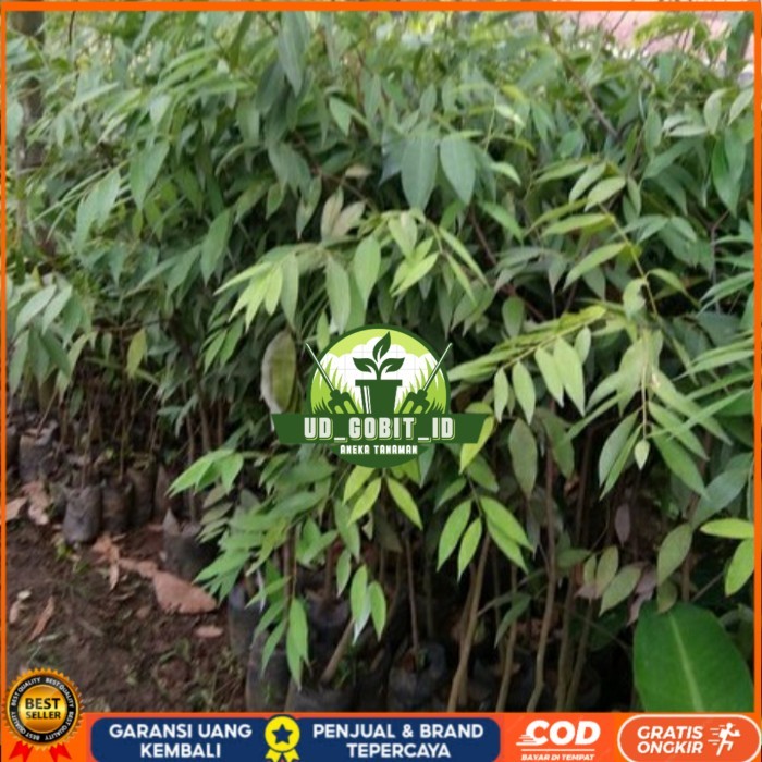 BIBIT POHON NAGASARI LANGKA/ BIBIT KAYU NAGASARI/TANAMAN NAGASARI Bibit Tanaman Super Unggul UD GOBI