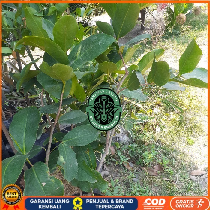 TANAMAN BUAH JAMBU AIR HIJAU TANPA BIJI SUDAH BERBUNGA/BERBUAH CANGKOK Bibit Tanaman valid UD SUPER 