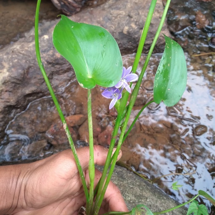 Eceng sawah perpohon