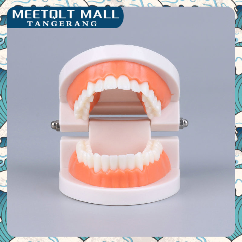 1:1 Dental Model Study Edukasi Dokter Gigi Phantom Studi Replika Rahang Gigi Typodont Gusi Karet Ala