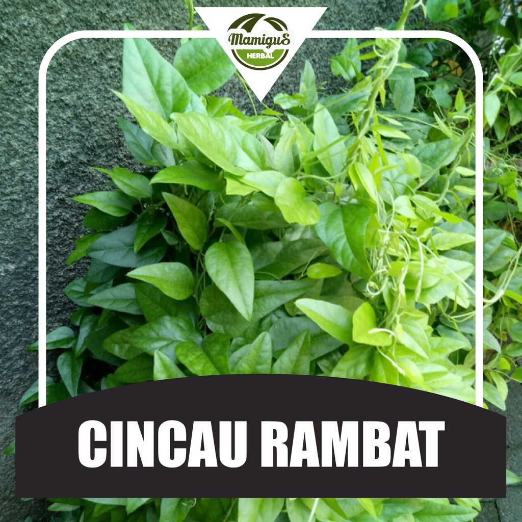 

Daun Cincau Segar Non Bulu (100gram)