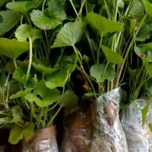 

Ready stok New bibit pegagan antanan segar,beli 5gratis (1)