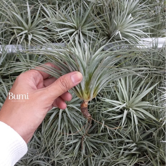 Tillandsia Houston 'Cotton Candy Air Plants Tanaman Udara