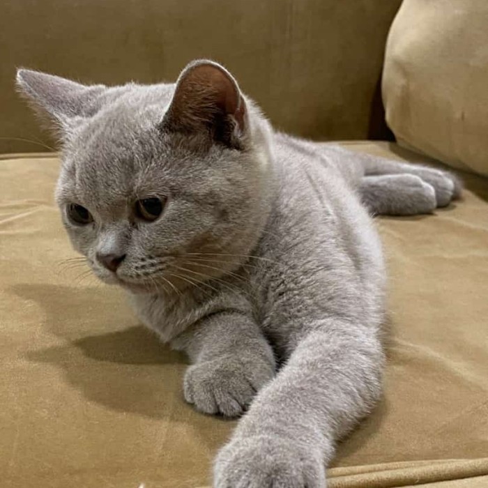 kucing british shorthair bsh cat lilac ped wcf jantan kitten short