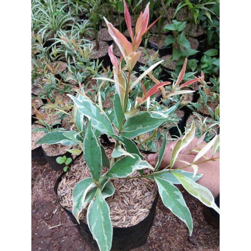 TERMURAH tanaman hias pucuk merah varigata - pohon pucuk merah