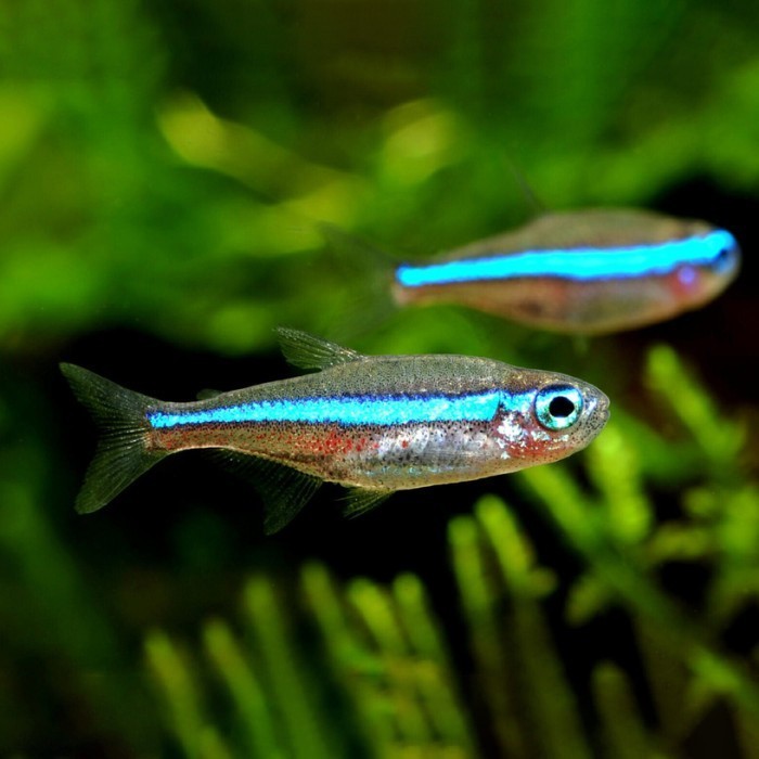 Green Neon Tetra / Ikan Hias Air Tawar / Ikan Hias Aquascape