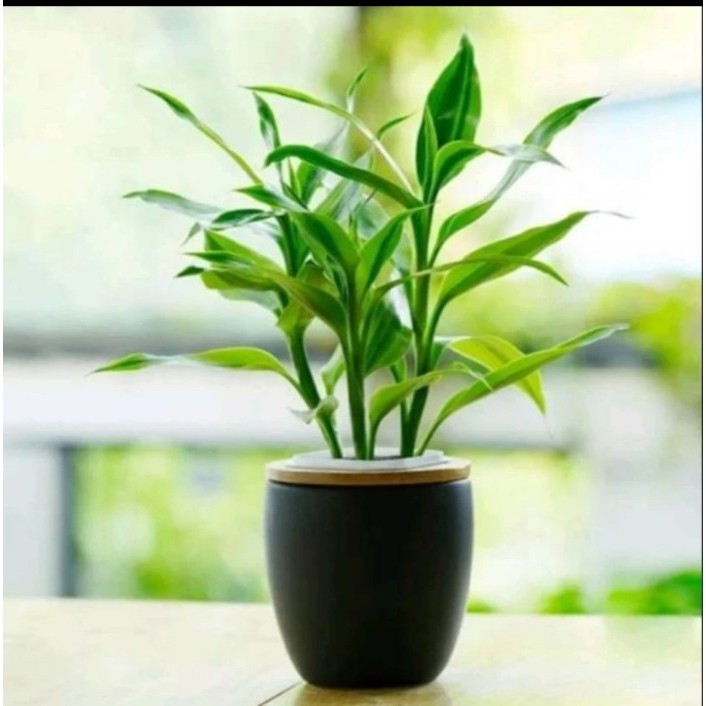 

SRI REZEKI BAMBU HOKI bambu cina sri rejeki // lucky bambu - Srirejeki hijau