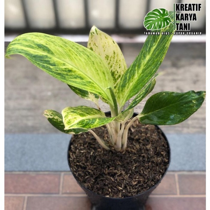 Aglonema blanceng golden - aglonema golden