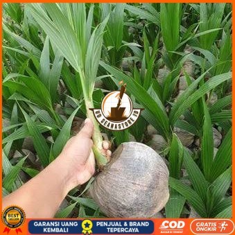 Bibit Kelapa Hibrida Hijau Jumbo Asli Bibit Tanaman Super Unggul UD SEANASTORE ID