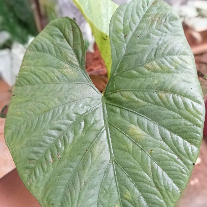 

Ready stok New keladi alocasia alba terlaris