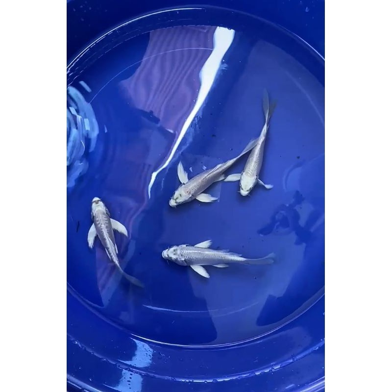 Koi Platinum 5 ekor Grade  A&f1