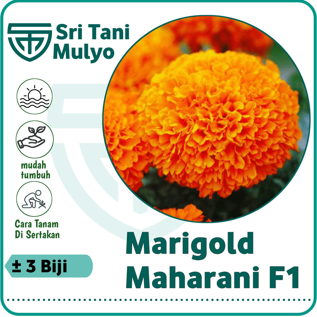 3 Biji - Benih Bunga MARIGOLD MAHARANI F1 ORANGE - CAP PANAH MERAH - Bibit Bunga Marigold Oren