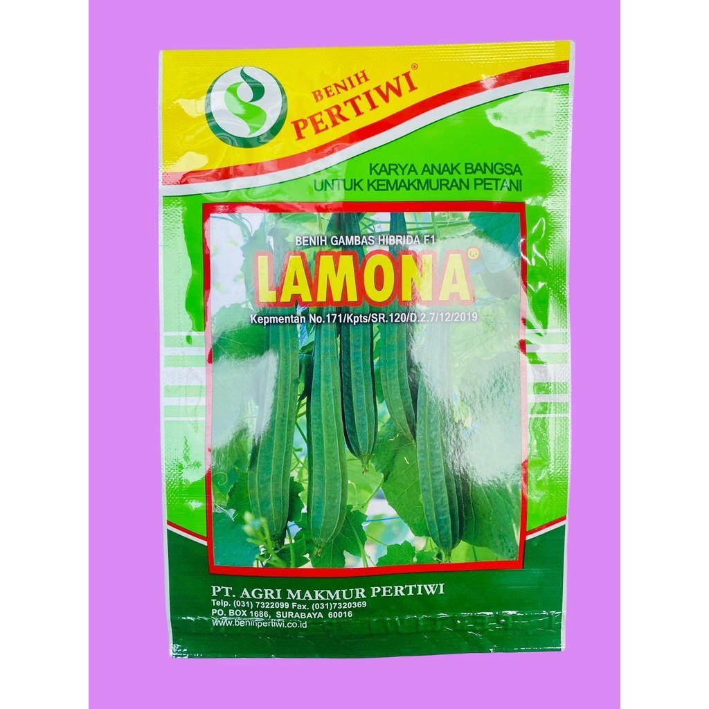 BENIH GAMBAS OYONG HIBRIDA F1 LAMONA dr PERTIWI