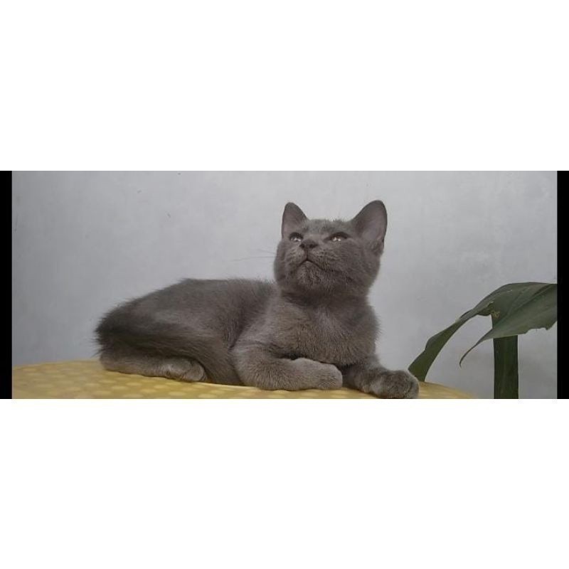 kucing kitten British shorthair