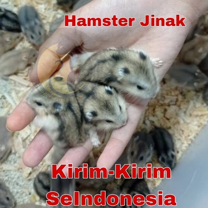 Hamster Winter Tiger | Jenis Hamster Jinak | Kirim Seindonesia
