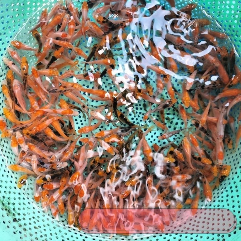 SQ bibit ikan koi blitar 2,3cm,HARGA LANGSUNG PETANI.minimal order 33ekor hias natural akuarium
