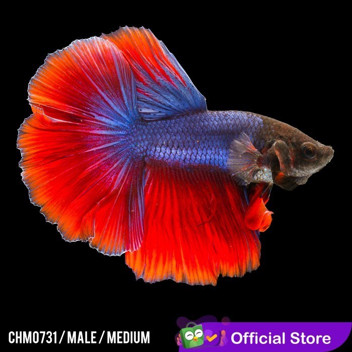 Cupang Hias Halfmoon Red Fire / Betta Fish Halfmoon
