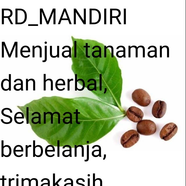 

Terlaris Daun kopi segar alami netto 100gram siap petik