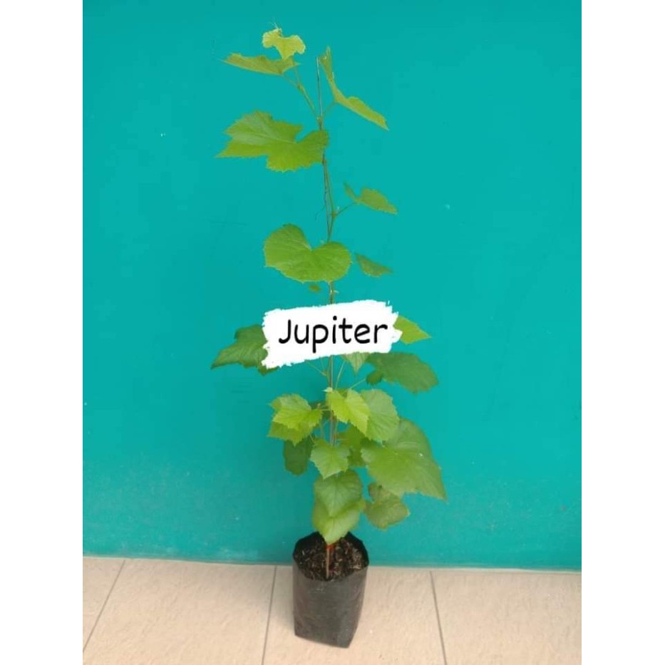 bibit anggur jupiter tanpa biji seedles Tanaman hasil grafting