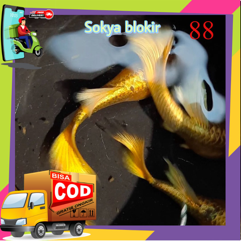 guppy  per ekor betina indukan gold