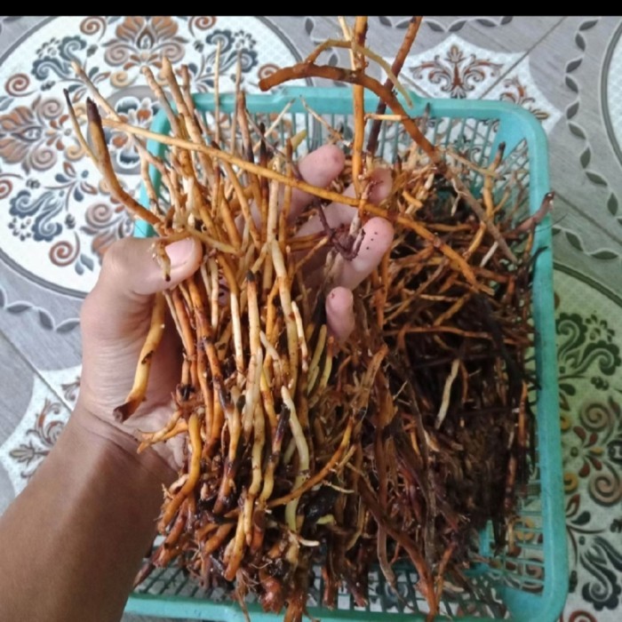 

Akar Pohon Kelapa Segar 1Kg Fresh