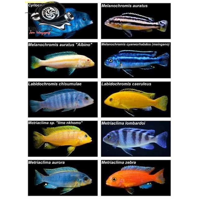 Ikan Hias Lemon Niasa Snow White Blue Cichlid Aquarium Kebutuhan aquarium