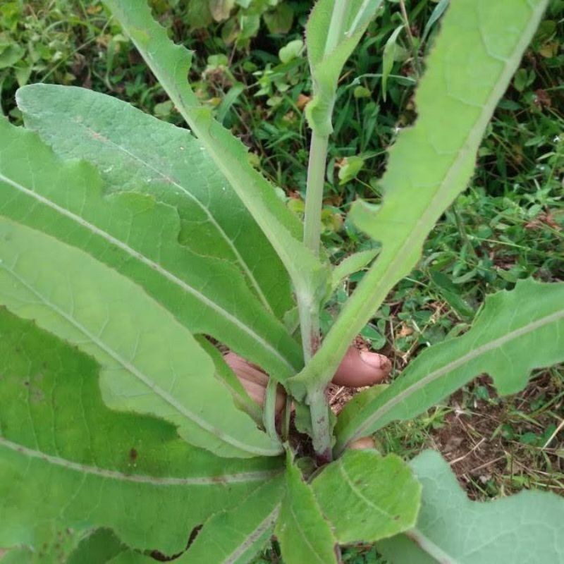 

Daun tempuyung segar 500 gram FBH