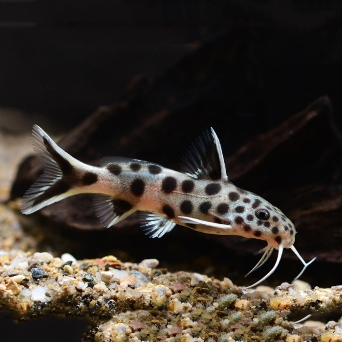 Synodontis Petricola Catfish