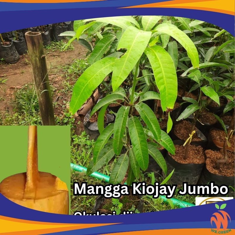Bibit Mangga Kiojay Okulasi 1 Meter Promo