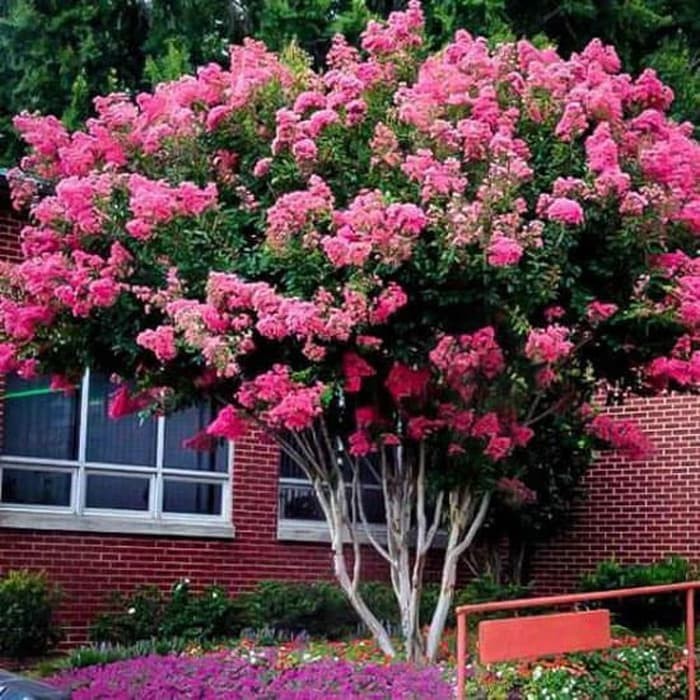 Tanaman sakura bungur lokal pink - sakura pink pohon hidup