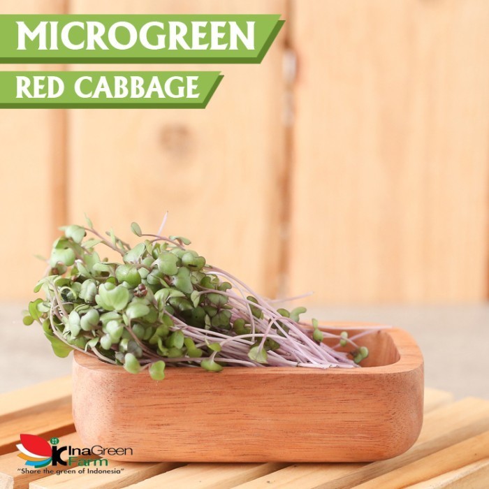 

Inagreen Farm Bandung Microgreen Organik Red Cabbage