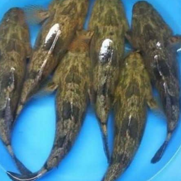 

ikan gabus males/bloso/betutu konsumsi hidup