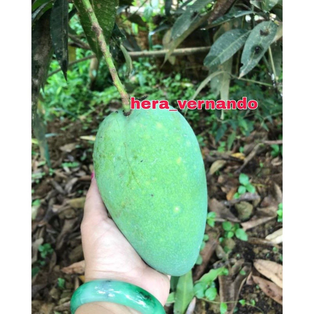 Bibit Mangga Harum Manis Super Okulasi