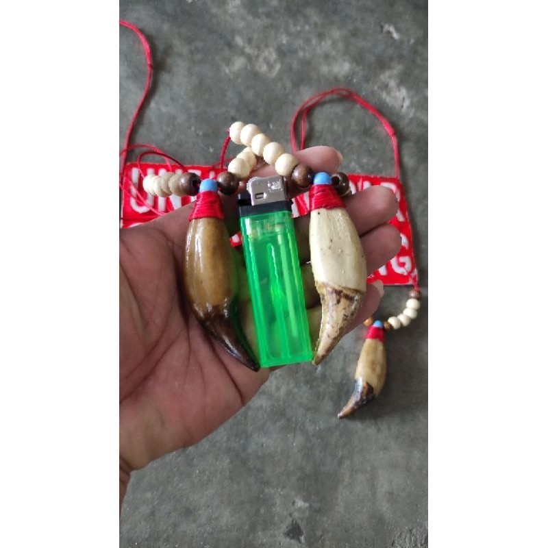 kalung Liontin Taring Beruang Tiruan